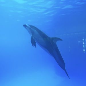 Meet your Posher, Greta